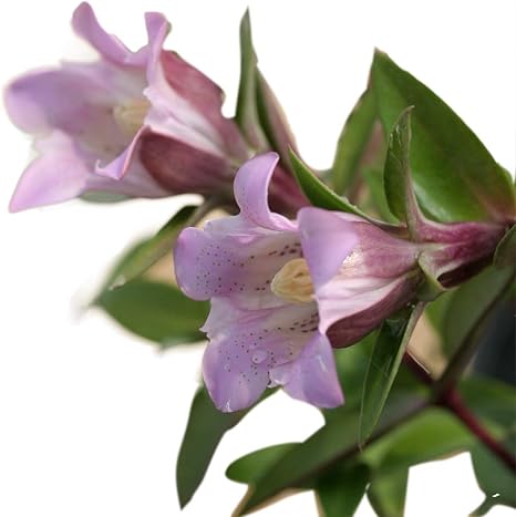 Amazon Co Jp 瑞紅リンドウ ホーム キッチン