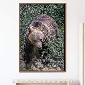 signwin Framed Canvas Wall Art Bear Animals Bear...