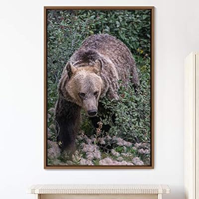 signwin Framed Canvas Wall Art Bear Animals Bear...