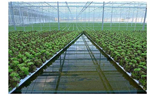 6 Rockwool+Stonewool+Cuttings+Propagation+Hydroponic