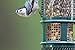Squirrel Buster Peanut+ Squirrel-proof Bird Feeder w/Woodpecker Friendly Tail Prop, holds 1.3 pounds of Shelled Peanuts Only