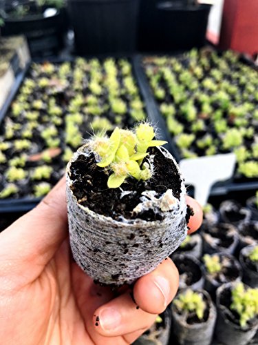 Coco Coir Grow Pellets/Grow Media 42 mm (1.65 in) - Value Pack Sizes (1,000) - NOT Jiffy-7 - Coco Coir not Coco Peat