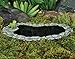 Fiddlehead Fairy Garden Pollywog Frog Pond Miniature Statue