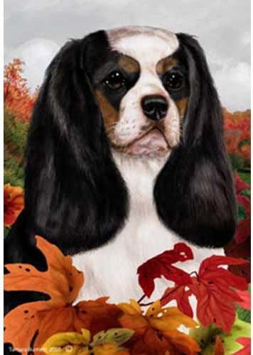 full size cavalier king charles spaniel