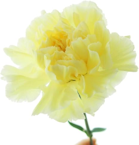 Amazon 生花 切り花 母の日限定 種類豊富 手作り アレンジ 花束 花材 ギフト 本数 色 セレクト 1本 イエロー 切り花 オンライン通販