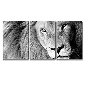 Close Up of Male Lion B W x3 Panels