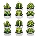 AMASKY Cactus Tealight Candles, Handmade Delicate Succulent Cactus Candles for Valentine's Day Birthday Party Wedding Spa Home Decoration (12 Packs)