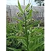 Comfrey, Sympthytum Officinale (Organic) (25 seeds per pack)