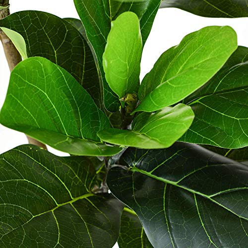 Wofair 2 Packs 5 Feet Artificial Fiddle Fig Leaf Tree, Fake Tree with
