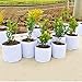 PRALB 10 PCS Plant Grow Bags Non-Woven Plant Fabric Pots with Handles (8″ x 6″)thumb 4