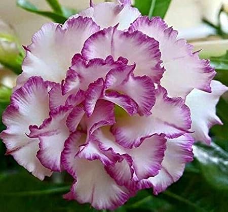 Creative Farmer Flower Live Plant White Purple Edge Double Desert Rose Adenium Obesum Seedling Plants for Garden Dwarf Home (1 Live Bonsai Plant)