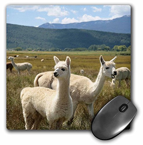 3dRose LLC 8 x 8 x 0.25 Inches Mouse Pad, Victory Ranch Alpaca Farm Mora New Me…