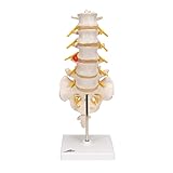 3B Scientific A76/5 Lumbar Spinal Column with