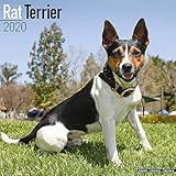 Rat Terrier Calendar - Dog Breed Calendars - 2019 - 2020 Wall Calendars - 16 Month by Avonside (Mult by 