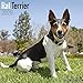 Rat Terrier Calendar - Dog Breed Calendars - 2019 - 2020 Wall Calendars - 16 Month by Avonside (Mult by 