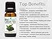 BioFinest Green Tea Oil - 100% Pure Green Tea Essential Oil - Premium Organic - Therapeutic Grade - Best For Aromatherapy - Boost Fat Burning - Anti-oxidant - FREE E-Book (10ml)