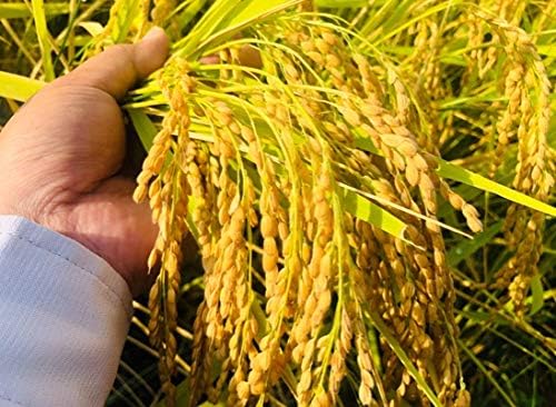 六方銀米 減農薬特別栽培米コシヒカリ 六方銀米 玄米