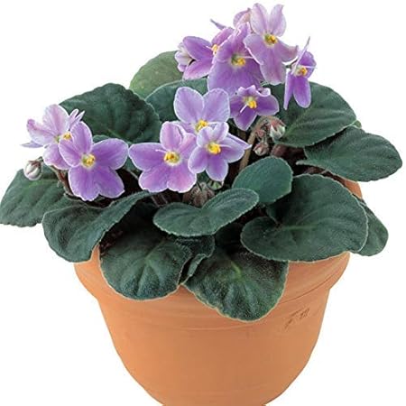 Jardinería Perenne Semillas Flores Violetas para Jardín Hogar Patio