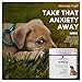 Critter Co Calming Treats for Dogs with L-Tryptophan - 100 Count - Soft Chew Calming Aid Helps Soothe Anxiety from Thunderstorms, Fireworks, Separation Anxiety, and More - Made in USA