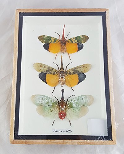 Nobilis Mounted Beetles Taxidermy Entomology