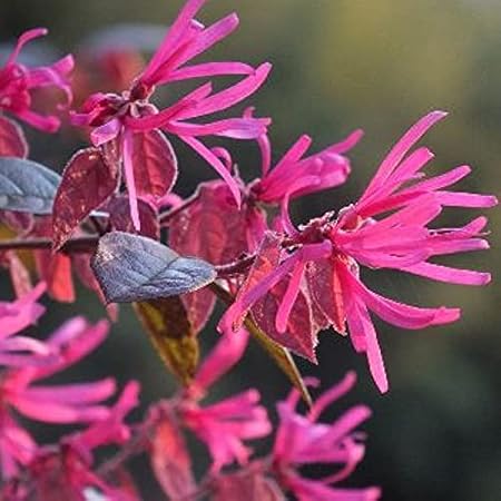 Aiden Gardens Bushy Chinese Fringe Plant Loropetalum Red - 1 Healthy Live Plant