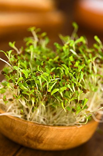 Alfalfa Sprouts - seeds