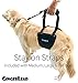 GINGERLEAD Dog Rear Support Sling Harness, M/LG Unisex with Cutout Fits Male & Female Dogs. Padded Hip Lifting Aid Helps Old Pets Walk, K9s Recover from TPLO Surgery. Integrated Leash. Made in U.S.A.