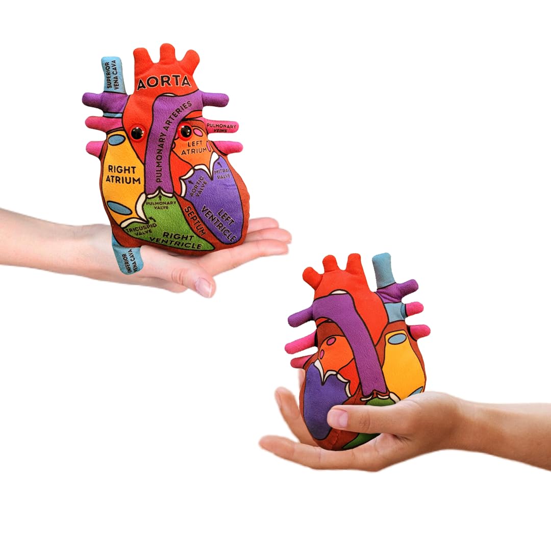 Photo 1 of GIANTmicrobes Anatomical Heart Plush, Human Heart Model, Heart Anatomy Model, Real Heart Plush, 3D Heart Model Anatomy, Open Heart Surgery Gifts, Heart Transplant Gifts, Heart Attack Survivor Gifts