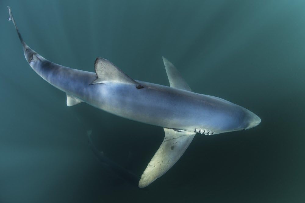 Posterazzi PSTETH400900ULARGE A Sleek Blue Shark Swimming in The Waters Off Cape Cod Massachusetts. Poster Print by Ethan Daniels/Stocktrek Images, 34 x 23, Varies