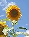 David's Garden Seeds Sunflower Tall Single Stem Mammoth Grey Stripe SL5193 (Yellow) 50 Non-GMO, Heirloom Seeds primary
