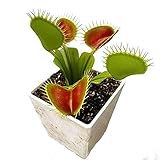 Venus Flytrap Carnivorous Plant Seeds / Dionaea Muscipula, Red Mouth (100 Seeds)