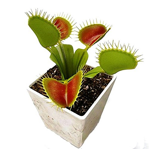Venus Flytrap Carnivorous Plant Seeds / Dionaea Muscipula, Red Mouth (100 Seeds) Venus Flytrap Carnivorous Plant Seeds / Dionaea Muscipula, Red Mouth (100 Seeds)