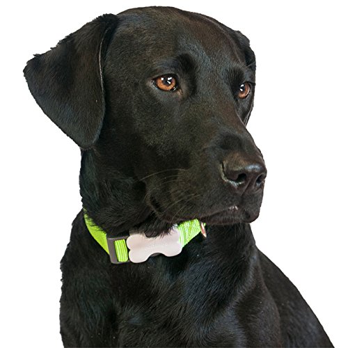 Red Dingo Classic Lime Green Dog Collar, Small/12mm