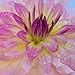 Crazy Love Semi-Dinnerplate Dahlia - 2 Root Clumps