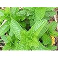 Peppermint Seeds - B321 (1500 Seeds, 1/10 gram)