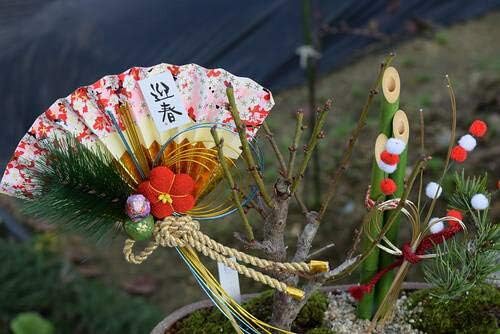 Amazon 松竹梅盆栽 寄せ植え盆栽 門松 盆栽