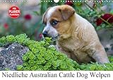 Niedliche Australian Cattle Dog Welpen (Wandkalender 2020 DIN A3 quer): Bezaubernde Australian Cattl by 