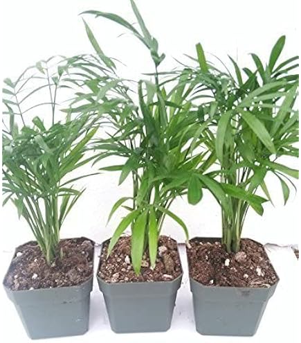 Amazon.com: Victorian Parlor Palm - Chamaedorea - Indestructable - 4.5"  Unique Design Pot From Jmbamboo : Patio, Lawn & Garden
