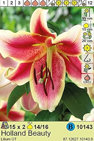 ANGEBOT : Lilium hybrid - Baum - Lilie' Holland Beauty' 3 Blumenziebeln