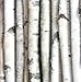 Wilson Decorative Birch Poles 4ft (4 Poles 1 1/2