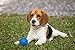 BINGPET Squeaky Balls for Dogs 3 Pack Rubber Dog Chew Toys