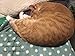 Color You Small Pet Dog Cat Puppy Kitten Soft Blanket Polar Fleece Mat Pad Bed with Spot Design for Car, Lap, Sofa, Pet Bed, Crate, Kennel and Carrier (L, Green)