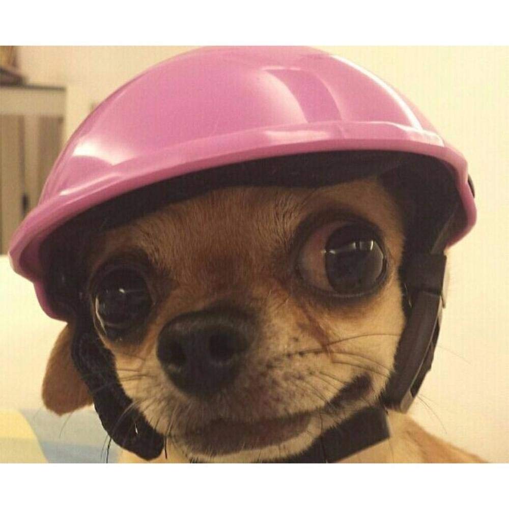 padded dog helmet