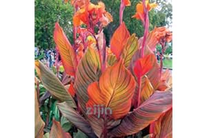 20Pcs Multi-Color Perennial Canna Flower Plant Tree Seed Ornamental Plants Banana Genus Semillas for Home Garden Planting - (