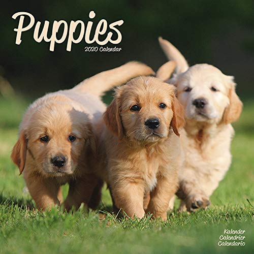 Puppies Calendar - Cute Animals Calendar - Dog Breed Calendars - Calendars 2017 - Calendars 2019 - 2 by 