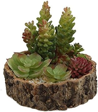 Faux Succulent Arrangement in Thin Tree Trunk