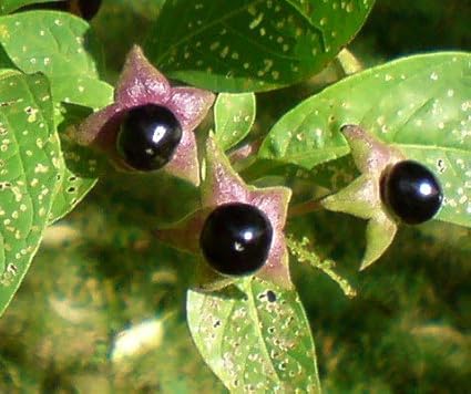 Tollkirsche Schwarzfruchtig Atropa Belladonna 50 Samen Amazon De Garten