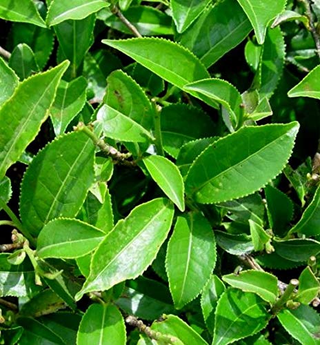 Guayusa Leaf Tea - Clean Energy - Natural Caffeine - Performance, Mental Clarity & Focus - Fat Burner - Coffee & Yerba Matte Alternative - Organic, Non GMO, Kosher, 24/2g Tea bags, Made in USA - Thumbnail 6