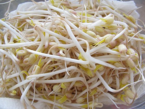 Mung Bean Seeds for Sprouting - Organic (1lb) Mung Bean Seeds for Sprouting - Organic (1lb)