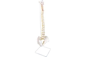 KoreTech Spine Model Life Size 34.6", Spine Flexible with Vertebrae, Nerves, Arteries, Lumbar Column and Male Pelvis, Anatomy Model for Science Education